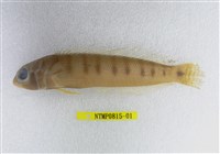 藏品(多橫斑擬鱸)的圖片